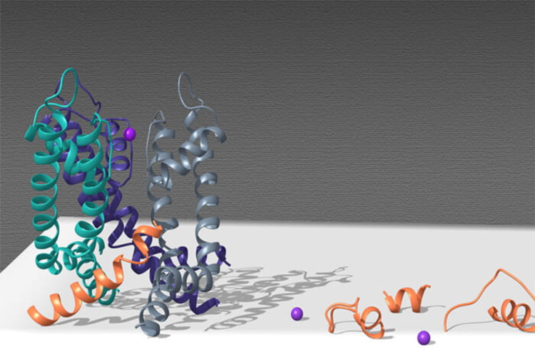 The squiggly shapes in the illustration represent proteins that make up different parts of an ion channel in a cell. Ion channels are involved in the conversion of chemical and mechanical messages into electrical signals in cells. Researchers at Washington University School of Medicine in St. Louis have received an eight-year, $8.8 million grant to study ion channels as potential targets for new drugs to treat disorders affecting the brain, heart and muscles. (Image: Chanda lab)